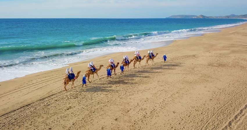 Cabo Adventures obtiene primera certificación por trato digno a animales