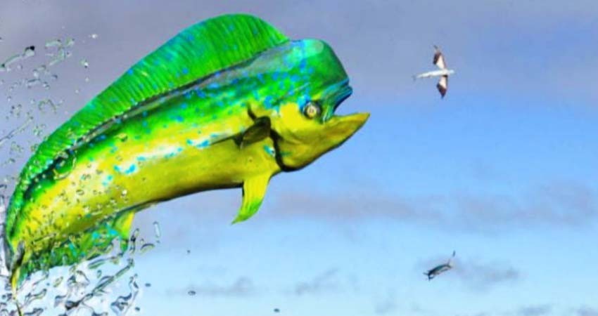 Detienen iniciativa de liberar el dorado a la peca comercial