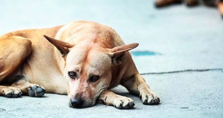 Pide PVEM cinco años de cárcel por maltrato animal