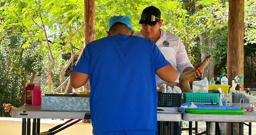 Continúan las campañas de Esterilización y Vacuna Antirrábica Canina y Felina en la zona rural de Los Cabos