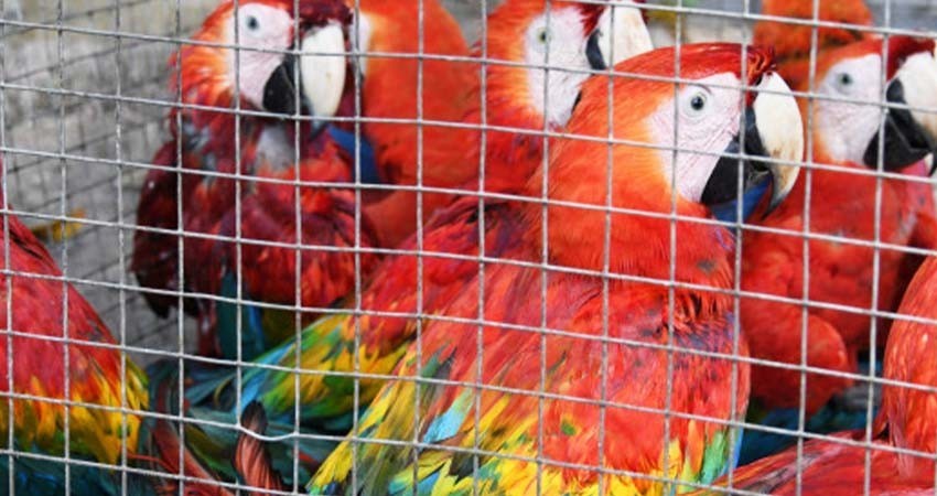 Atoran lucha para proteger especies; Semarnat rezaga expedientes