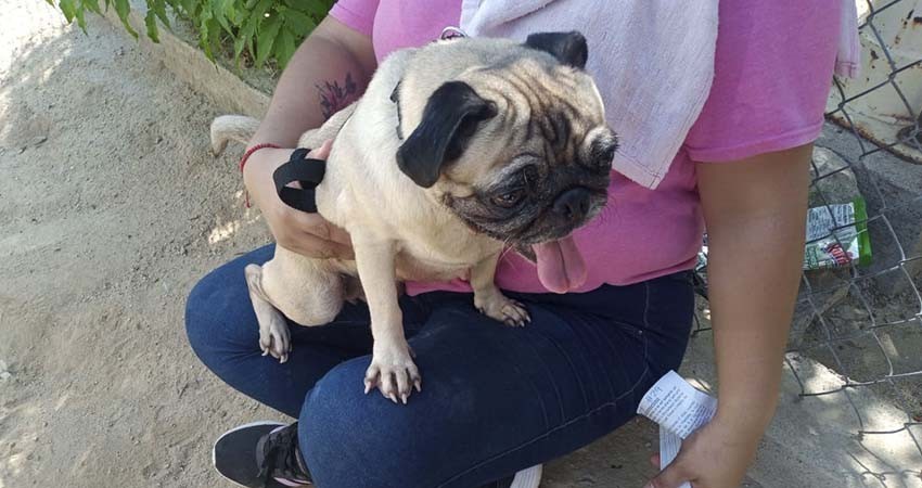 Continúan las campañas de esterilización de mascotas en el gobierno de Los Cabos