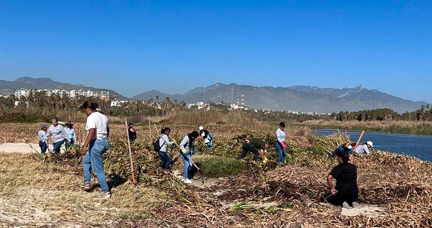 Recolectan más de 80 toneladas de lirio acuático en el Estero de San José del Cabo