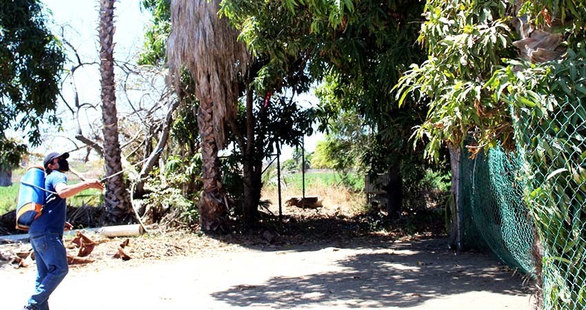 Disminuyen capturas de mosca de la fruta en la zona sur de BCS