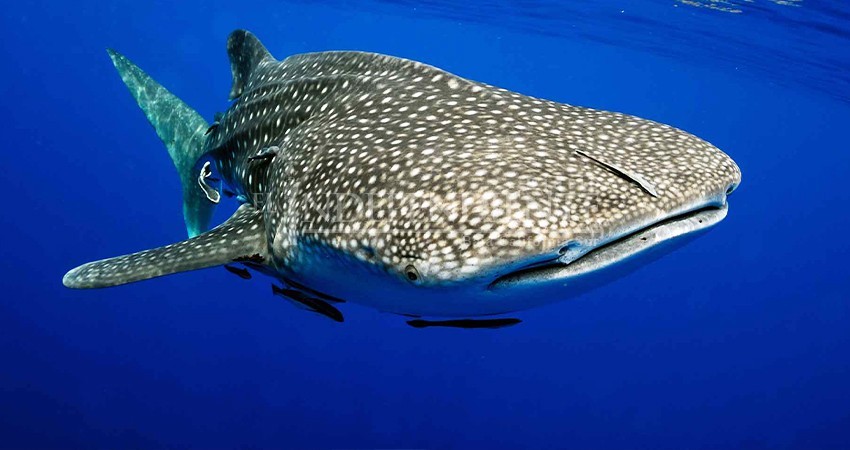 Renuevan mesa directiva de la Comisión para el avistamiento del Tiburón Ballena