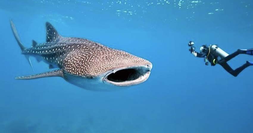 Se retrasa temporada de avistamiento del tiburón ballena por contaminación en la bahía