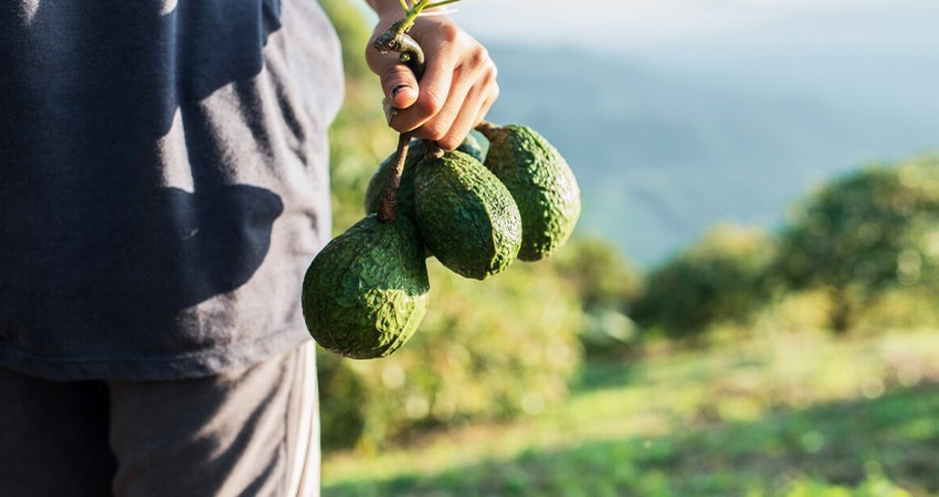 Aguacates mexicanos de exportación promueven deforestación, denuncia ONG