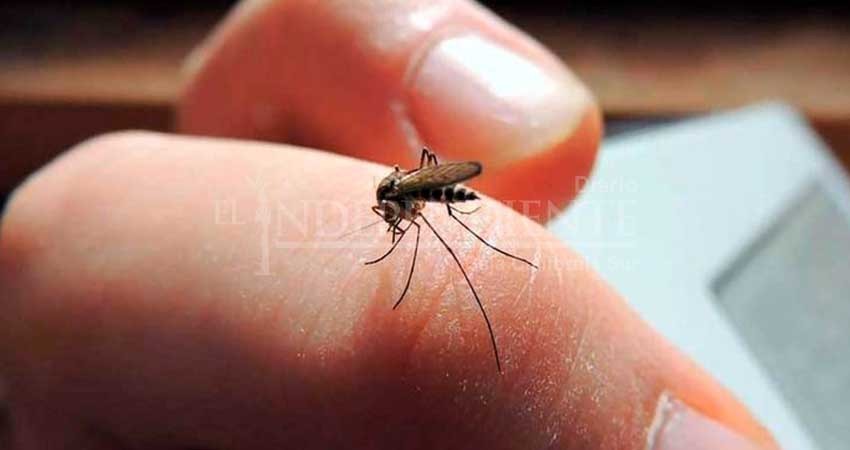 Se mantiene Los Cabos como el municipio con más casos de dengue en BCS