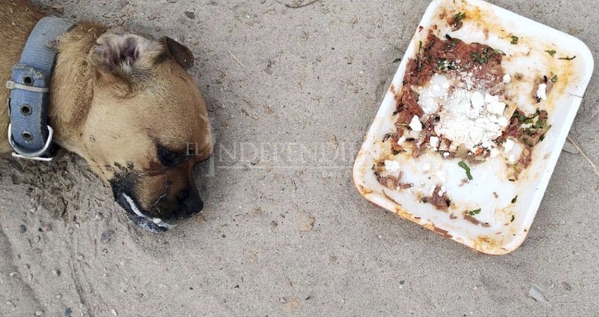 Identificado el responsable de la muerte de 5 perros en colonia de La Paz: PGJE