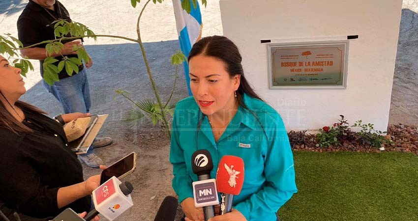 Sembrarán 10 mil árboles en 180 parques de La Paz; Ayto recibió el primer lote de mil plantas