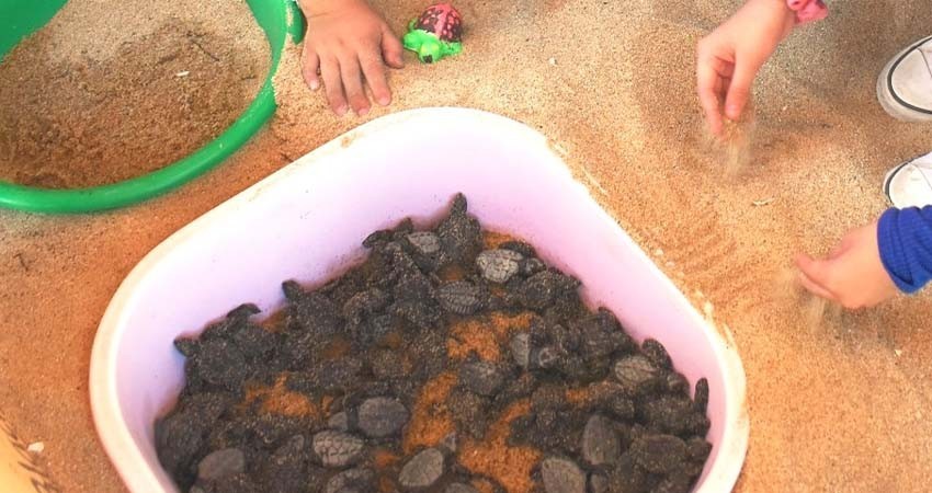 Todo un éxito el 2do. Festival de la Tortuga Marina en Todos Santos