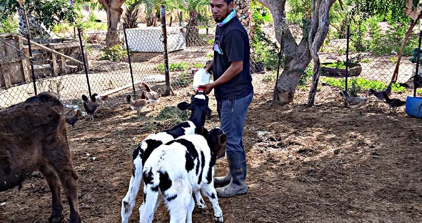 Seguro de vida a ganaderos beneficiará a más de 4 mil productores