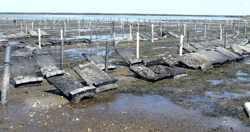 Cultivo de ostión japonés ocupa 90 por ciento de hectáreas utilizadas para acuacultura