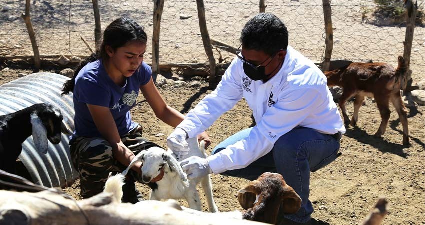 Beneficia Programa Municipal de Atención Veterinaria a ganaderos de la zona rural