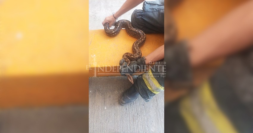 Bomberos de CSL rescatan serpiente; se trata de una especie no endémica del estado
