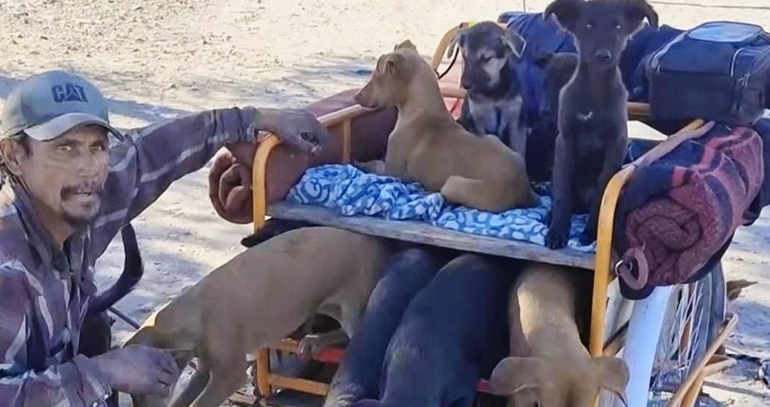 De Los Cabos a Oaxaca: Un hombre y sus 16 perros recorren México en triciclo