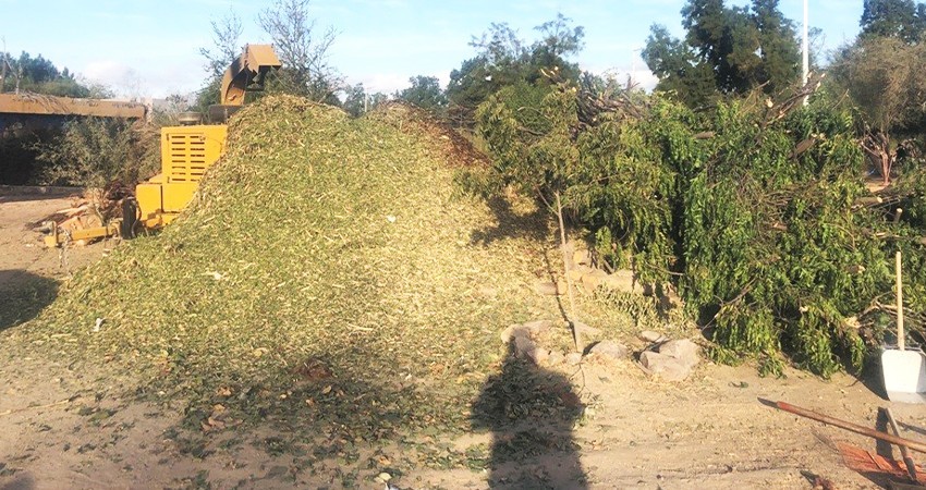 Habilitan centro de acopio de arbolitos de navidad en el Eco Parque de la juventud