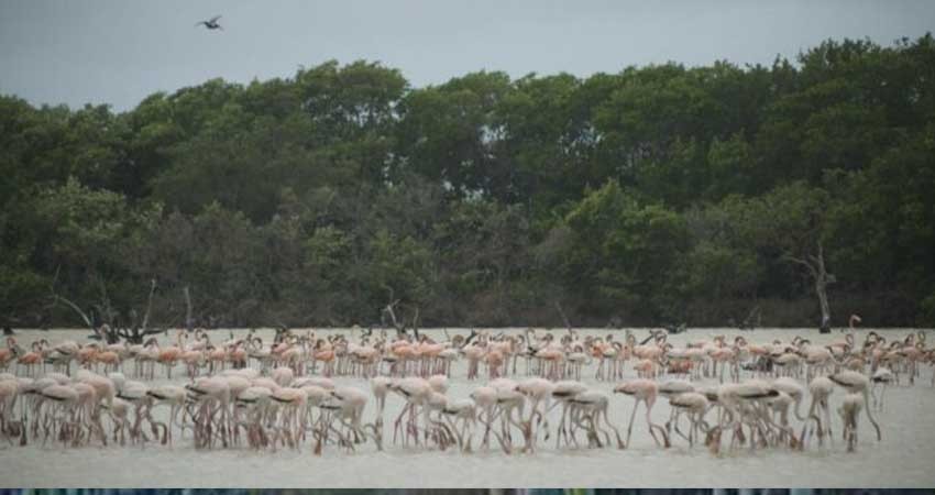 Semarnat declara 2.3 millones de hectáreas como área natural protegida