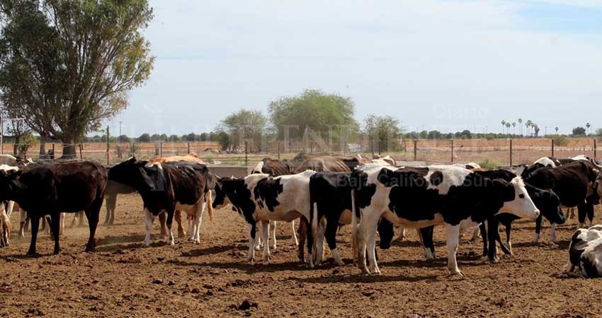 Llama SEPADA a ganaderos a vacunar sus reses contra 4 tipos de virus de temporada