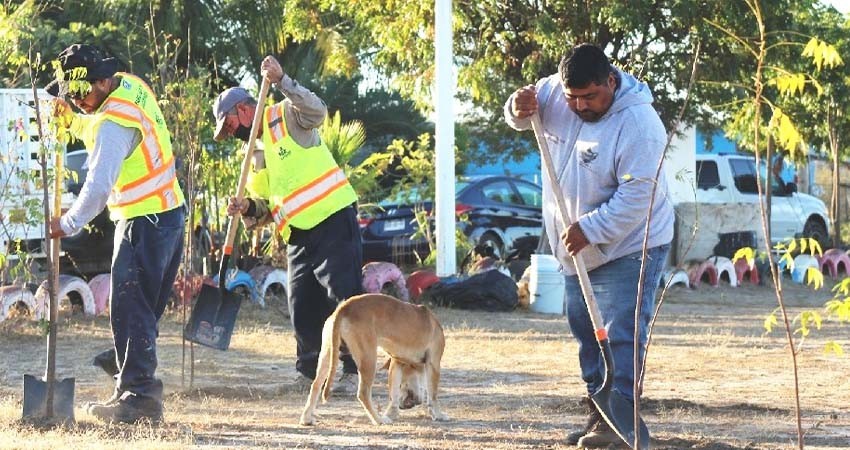 Trasplantan más de 300 árboles en parques de la colonia Valle Dorado y La Pitahaya