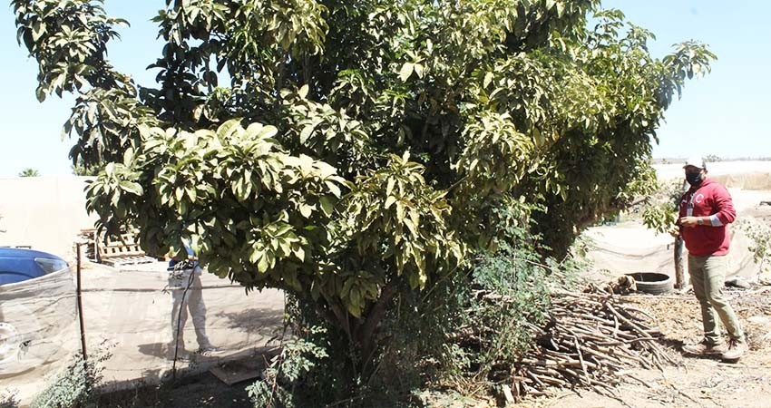 Disminuye significativamente presencia de mosca de la fruta en zona sur de BCS