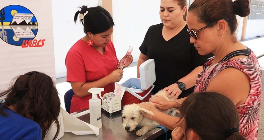 Hospital Veterinario de UABCS fortalecerá sus servicios durante este 2024