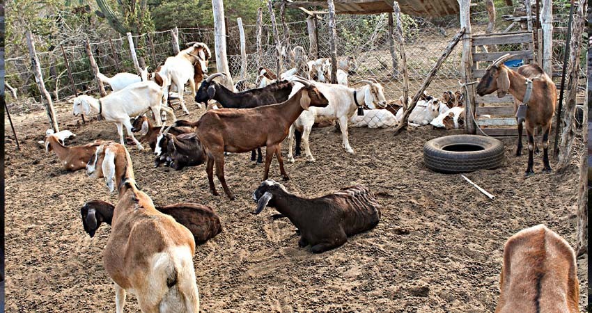 Invierte gobierno del estado más de 4 mdp en proyecto estratégico para San Francisco de la Sierra