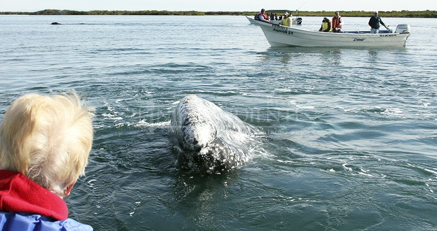 Hasta 5 mil visitantes esperan en Comondú por avistamiento de la ballena gris