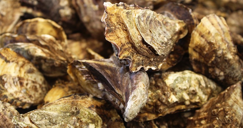 Preparan el tercer festival del ostión japonés en el Valle De Santo Domingo