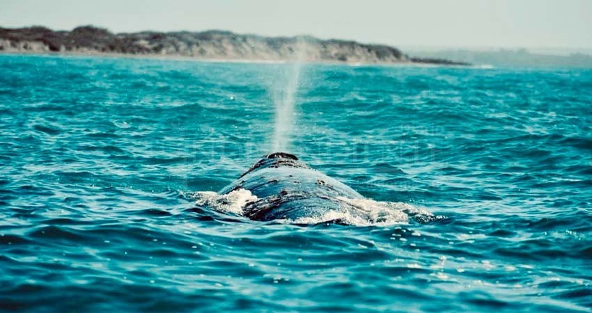 Invita SETUE al festival de la ballena gris de Puerto Adolfo López Mateos