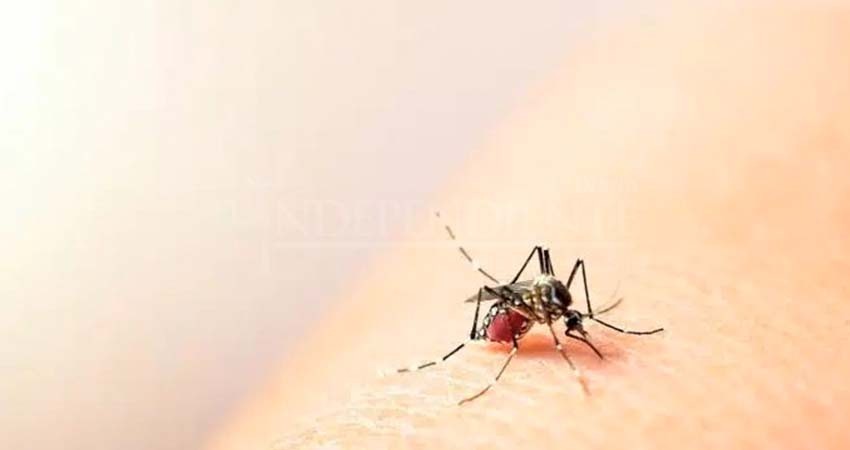 Acumula Baja California Sur 40 casos de dengue durante enero