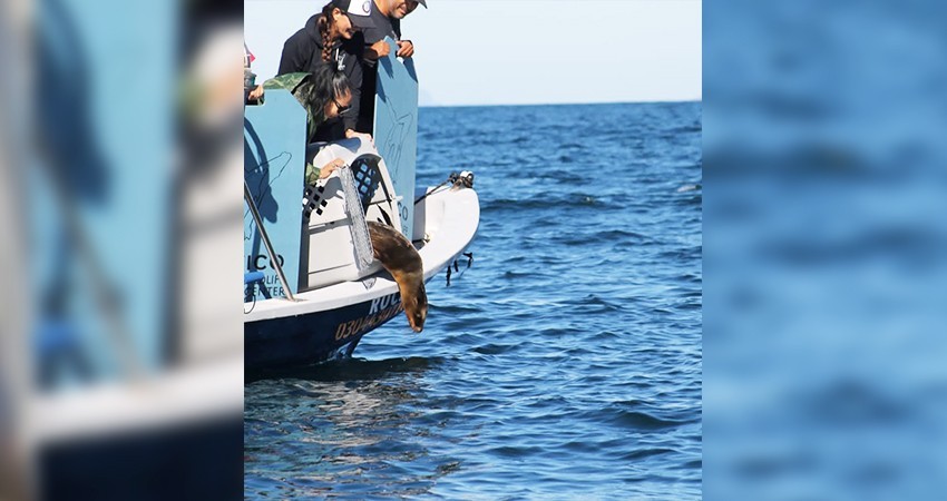 Exitosa rehabilitación de lobo marino en el Centro de Rescate de la Unidad Pichilingue UABCS