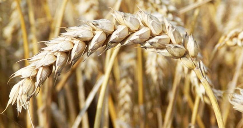 Apoya SEPADA a productores de Comondú para aumentar producción de granos y eficientar el agua