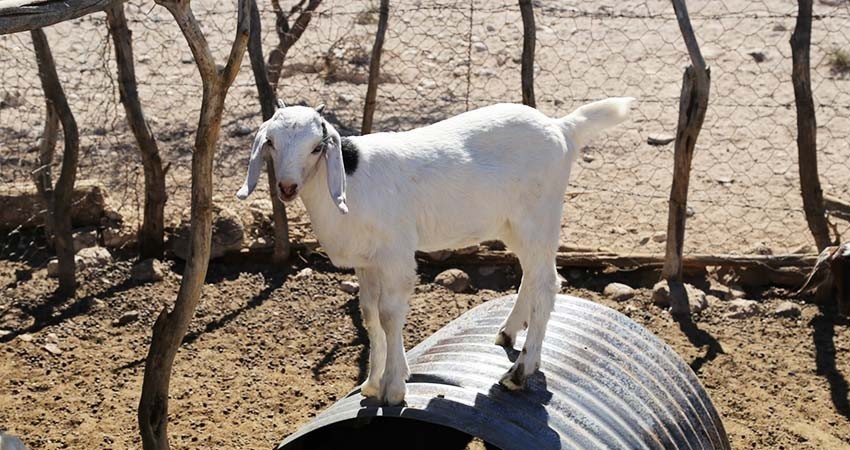 Atiende Ayuntamiento de La Paz casos de mortandad de ganado en Paso de Iritú