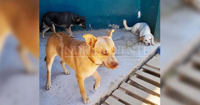 Por iniciar construcción de Centro de Atención Canina en Los Cabos