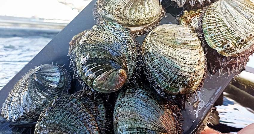 Finaliza veda de abulón en la zona II y III de BCS