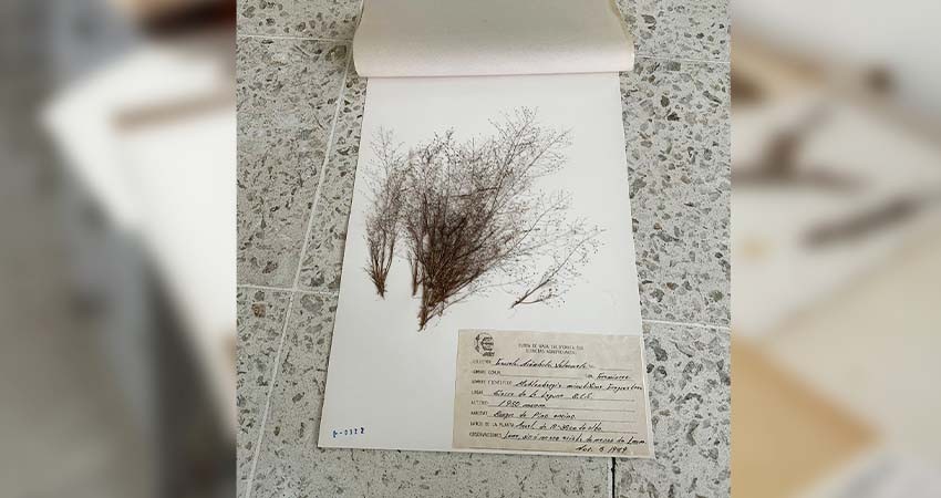 Herbario Fanerogámico de la UABCS se integra a la Red de Herbarios del Noroeste de México