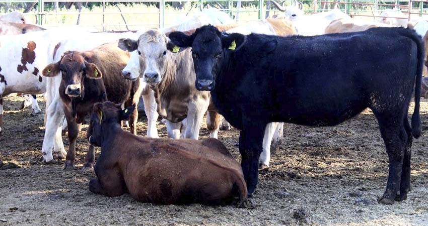 Capacitan a productores y técnicos pecuarios en manejo de tuberculosis bovina