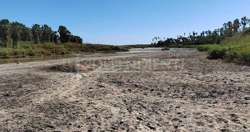 Cerca de 30 especies invasoras impactan al Estero de San José del cabo