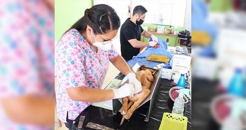 Durante 2023 SSA aplicó más de 11 mil cirugías de esterilización canina y felina