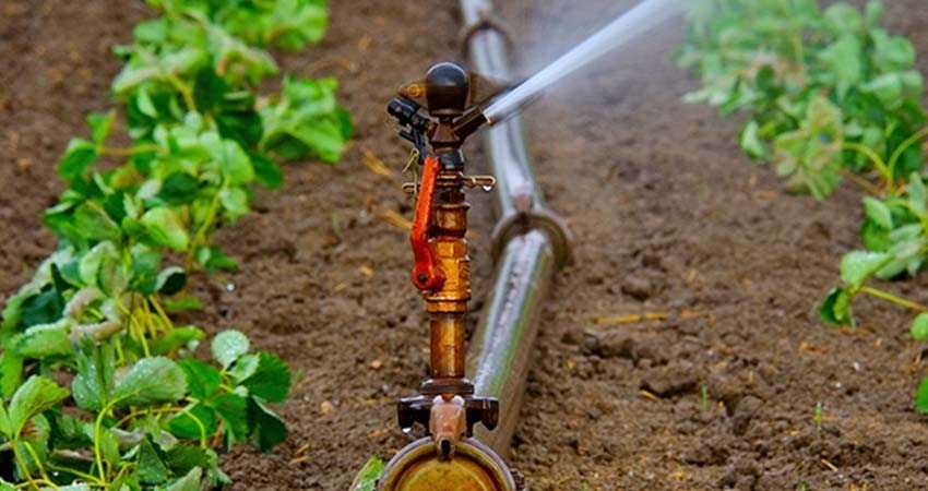 Regar cultivos con aguas residuales tratadas, una solución a la sequía: UNAM