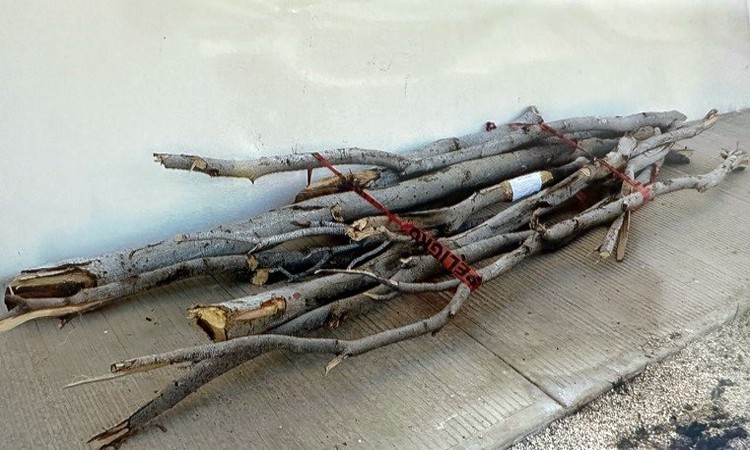 Por tala de la especie paloblanco sin permiso vinculan a proceso a Cristian “N”