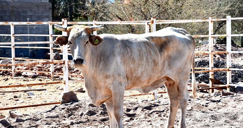 Refrenda SEPADA su apoyo a ganaderos de agostadero por situación de sequía en BCS