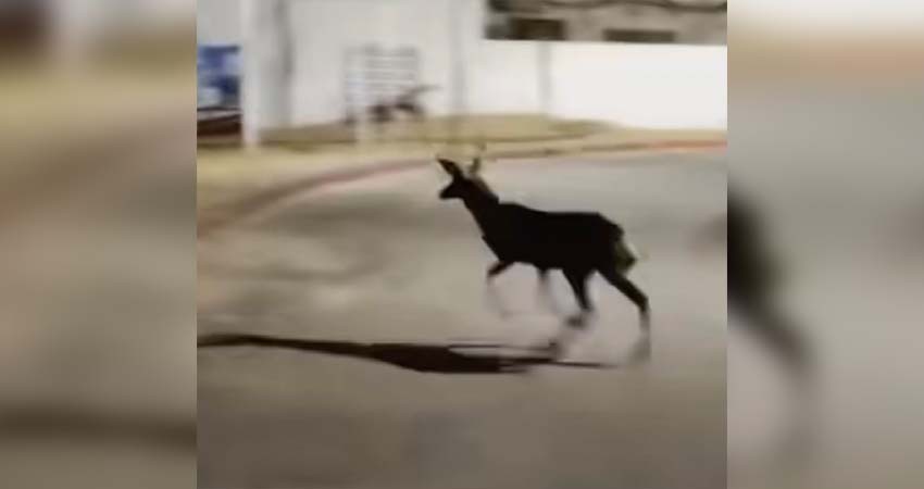 Especialista: Alarmante la aparición de venados en zonas urbanas de Los Cabos