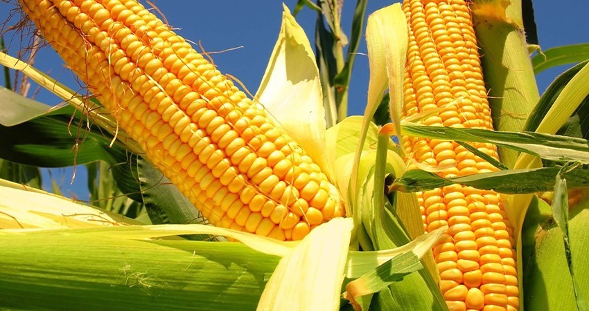 EU sigue sin demostrar inocuidad de maíz transgénico: Agricultura