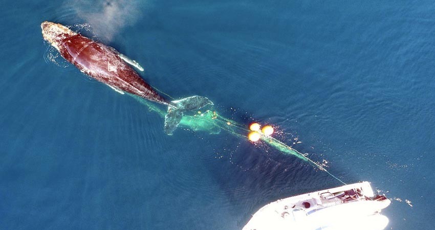 Rescata PROFEPA una ballena jorobada en la Bahía de La Paz