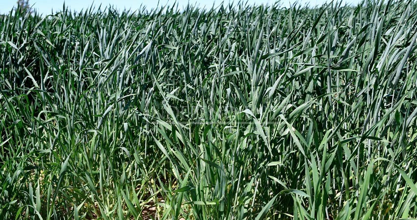 Coordinan estrategias contra el carbón parcial del trigo en el Valle de Santo Domingo