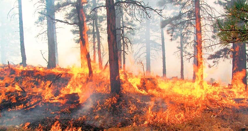 México enfrenta su peor momento del año en cuanto a incendios forestales, con 95 activos