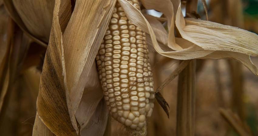 Glifosato seguirá importándose a México hasta que haya sustituto: AMLO