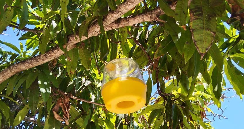 SEPADA: Continúan los trabajos para erradicar mosca de la fruta en BCS